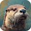Wild Animals Online(WAO) icon
