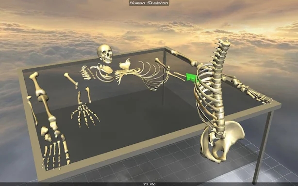 Body Disassembly 3D screenshots