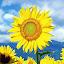 Sunflower Live Wallpaper icon