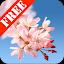 Sakura Free Live Wallpaper icon