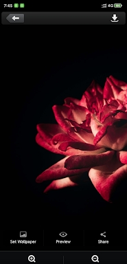 Roses flower Wallpapers V2 screenshots