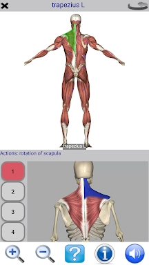 Visual Anatomy Lite screenshots