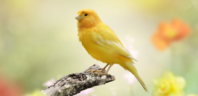 Canary Bird Sounds screenshots