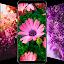 Flower Wallpapers in HD, 4K icon