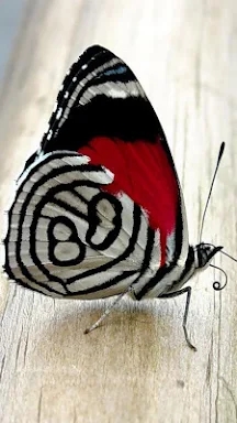 Butterflies Live Wallpaper screenshots