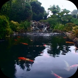 Real pond with Koi