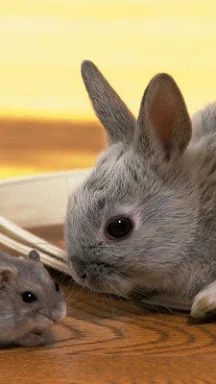 Rabbit Live Wallpaper screenshots