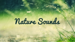 Nature Sounds screenshots