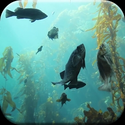 Aquarium HD Live Wallpaper