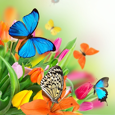 Butterfly Live Wallpaper screenshots