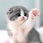 Cat Wallpapers HD Cute icon