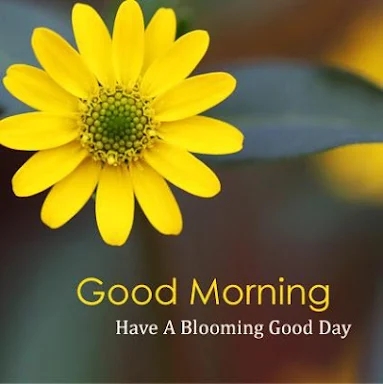 Good morning Flowers Roses 4K screenshots