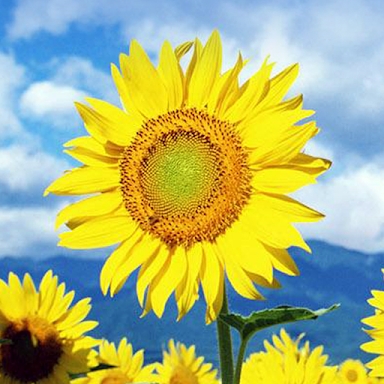 Sunflower Live Wallpaper screenshots