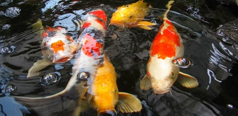 Koi Fish Video Wallpaper 3D screenshots