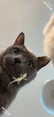 CAT ALONE - Cat Toy screenshots