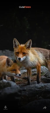 Cute Foxes screenshots