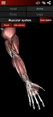 Muscular System 3D (anatomy) screenshots