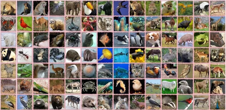 100 Animal sounds & pictures screenshots