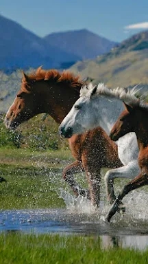 Horses Live Wallpaper screenshots