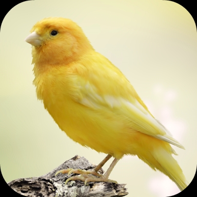 Canary Bird Sounds screenshots