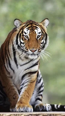 Tiger Live Wallpaper screenshots