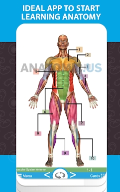 Anatomy Cards Anatomicus screenshots