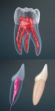 Dental 3D Illustrations screenshots
