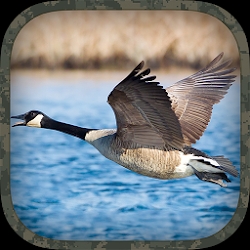 Goose Hunting Calls