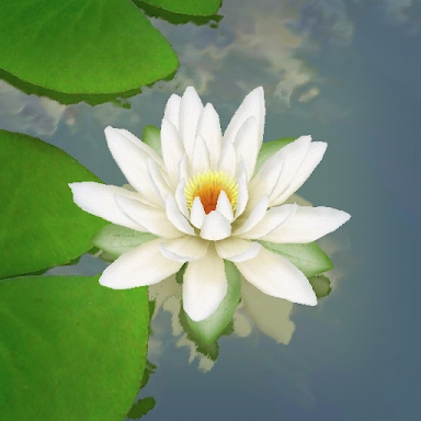 3D Lotus Pond Live Wallpaper screenshots
