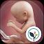Pregnancy App & Baby Tracker icon