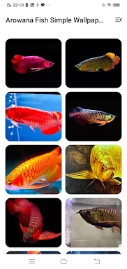 Arowana Fish Simple Wallpapers screenshots