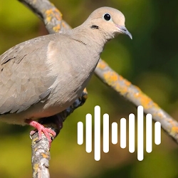 Dove Hunting Calls