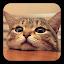 Q Cat Live Wallpaper icon
