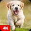 Dog Wallpapers & Puppy 4K icon