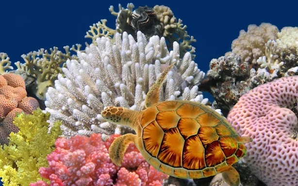 Marine Life Puzzle screenshots