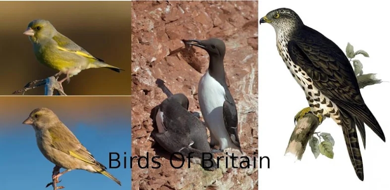 Birds Of Britain screenshots