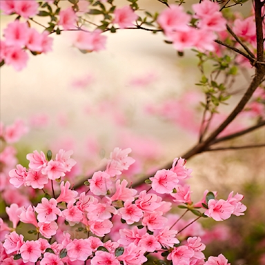 Spring Flowers Live Wallpaper screenshots