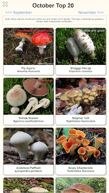 Shroomify - USA Mushroom ID screenshots