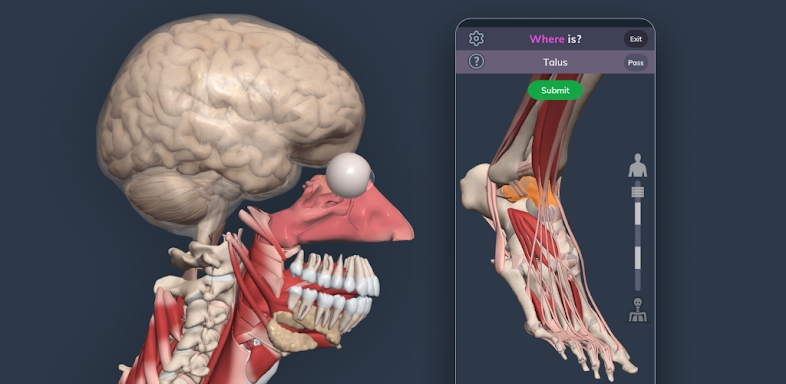 Primal’s 3D Human Anatomy Quiz screenshots