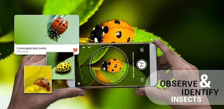 Insect identifier by Photo Cam screenshots