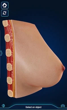 Breast Anatomy screenshots