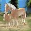Horse Paradise: My Dream Ranch icon