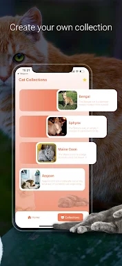 Cat Identifier - Cat Scanner screenshots