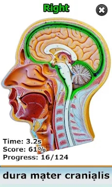 Anatomy Star - CNS (the Brain) screenshots