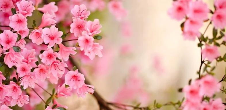 Spring Flowers Live Wallpaper screenshots