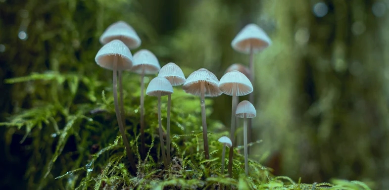 ShroomID - Identify Mushrooms! screenshots