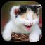 Funny Cat Live Wallpaper icon