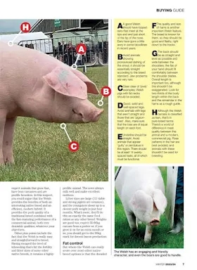 Practical Pigs screenshots