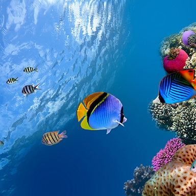 Ocean Fish Live Wallpaper screenshots