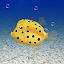 Boxfish simulation game icon